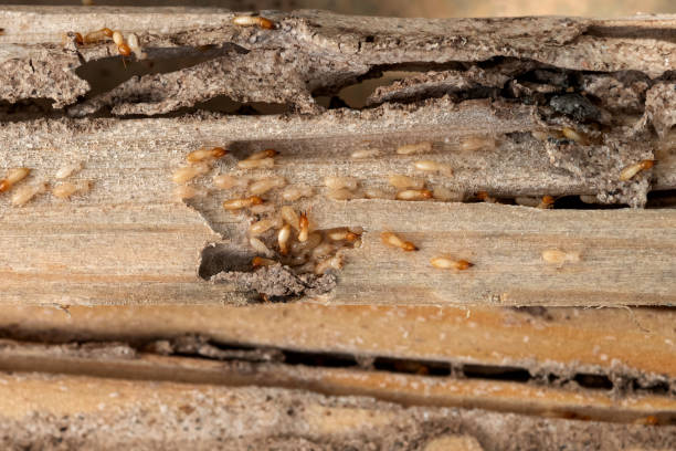 Wasp Removal Services in Arkadelphia, AR